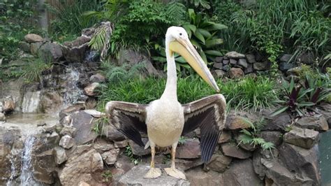 The Umgeni River Bird Park: A Symphony of Feathers and Exotic Delights!